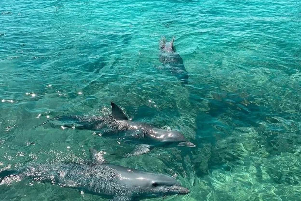 Guía para visitar el Oceanario San Martín de Pajarales y nadar con delfines