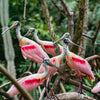 Aviario Nacional + Mambo Beach: Un día de naturaleza y vibra chill.