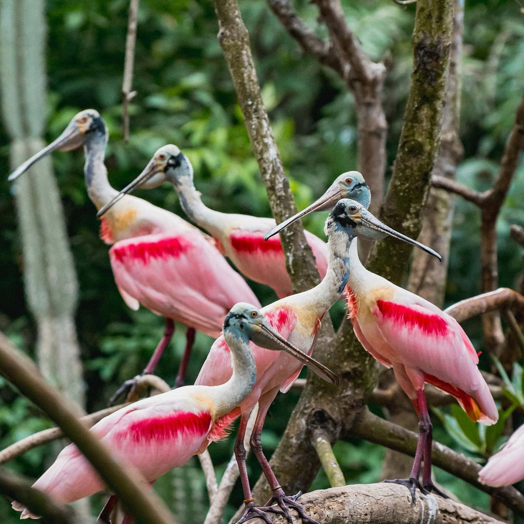 Aviario Nacional + Mambo Beach: Un día de naturaleza y vibra chill.