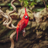Full Day Barú: Aviario Nacional + Mambo Beach