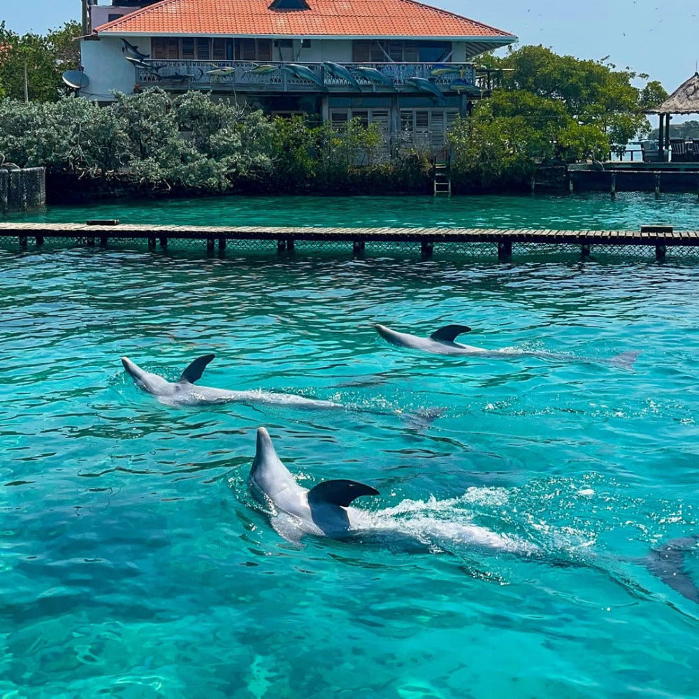 tour al oceanario en islas del rosario